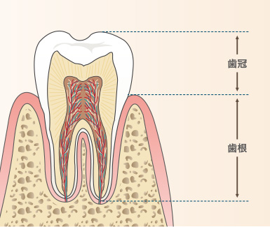 歯の構造1