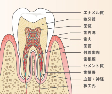 歯の構造2